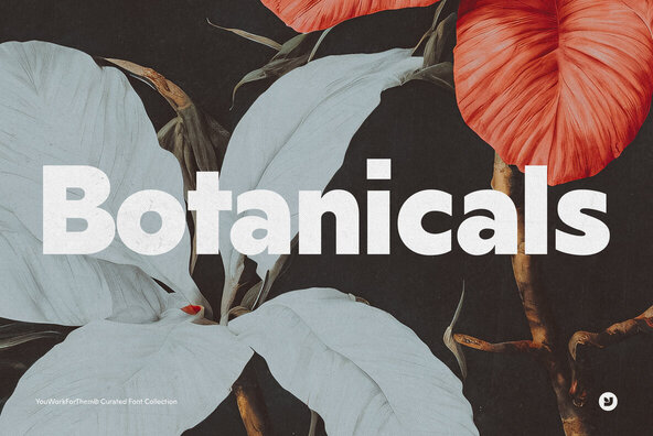 Luxurious Botanical Graphics For Chic Brands Collection