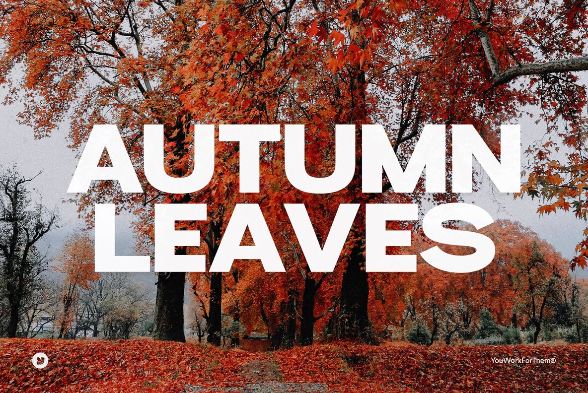 Autumn Leaves Photos