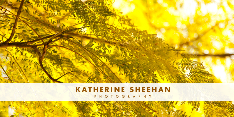 Katherine Sheehan