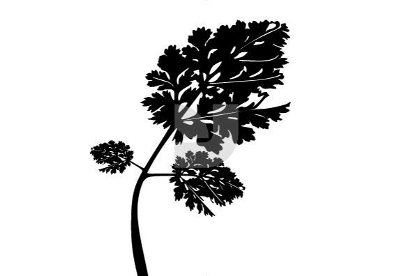 Botanicals 01 Botanicals 01