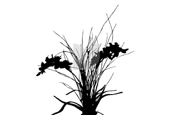 Botanicals 01 Botanicals 01