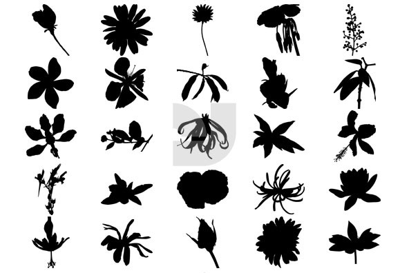 Botanicals 02 Botanicals 02