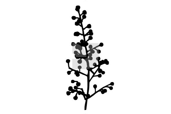 Botanicals 02 Botanicals 02