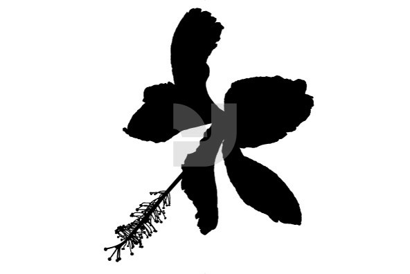 Botanicals 02 Botanicals 02