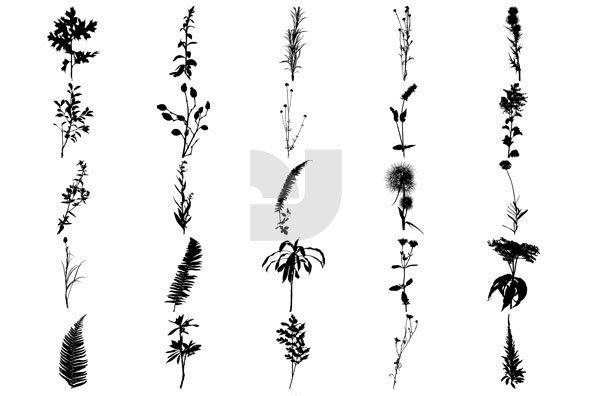 Botanicals 03 Botanicals 03
