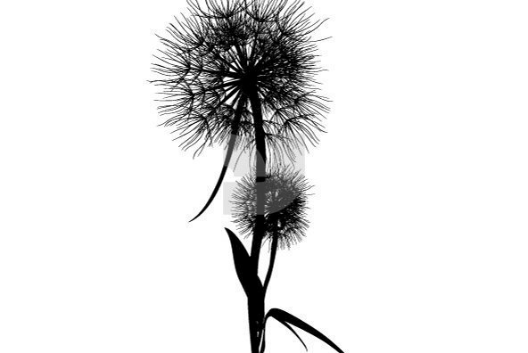 Botanicals 03 Botanicals 03