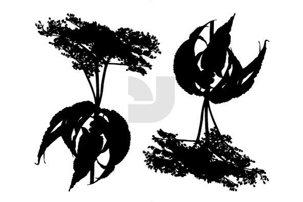 Botanicals 03 Botanicals 03