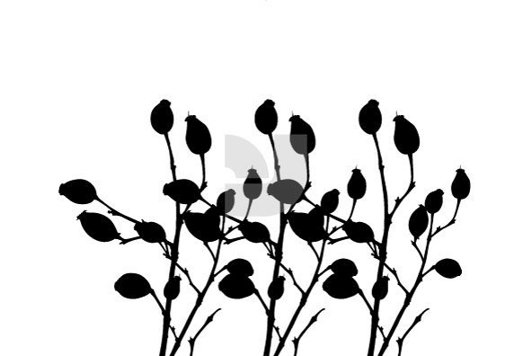 Botanicals 03 Botanicals 03