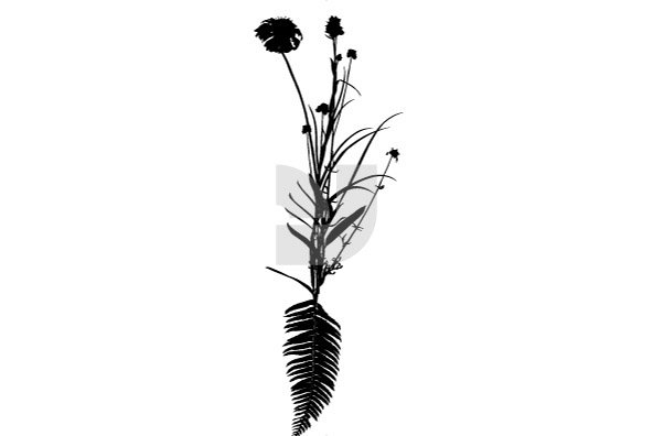 Botanicals 03 Botanicals 03