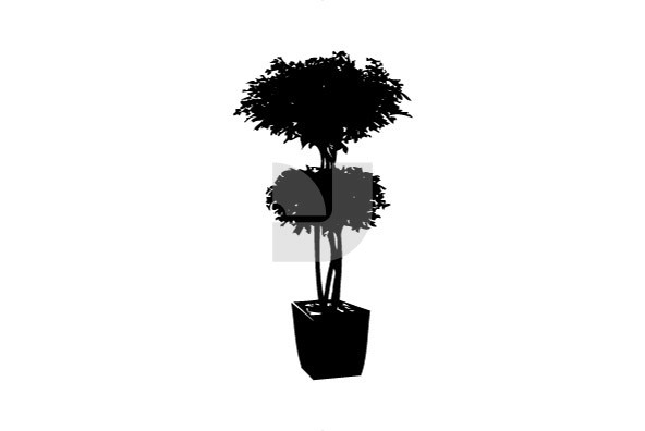 Botanicals 06 Botanicals 06