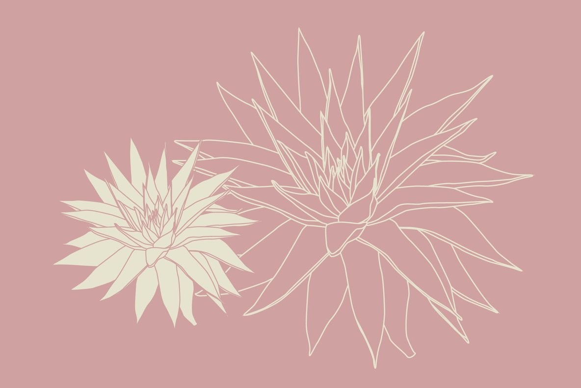 Botanicals 13 Botanicals 13