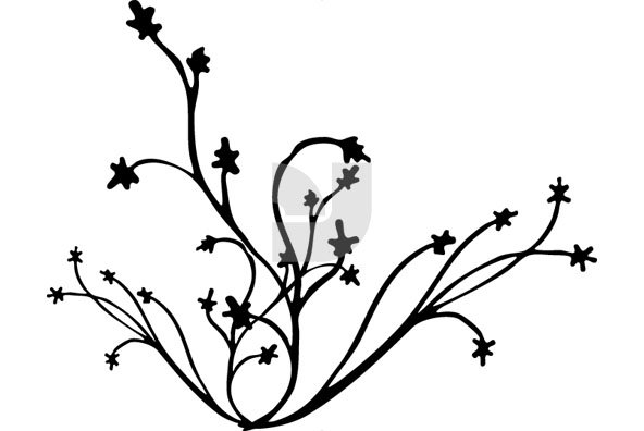 Flourishes 31 Flourishes 31