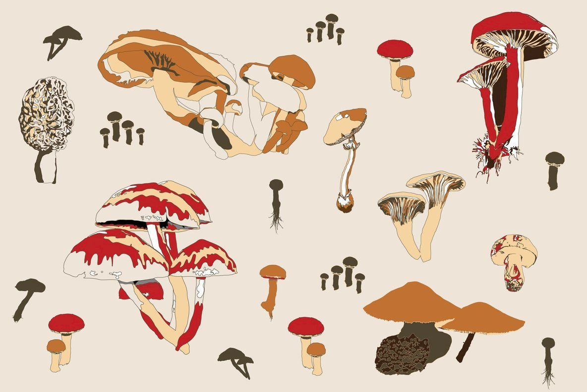 Botanicals 14 Botanicals 14