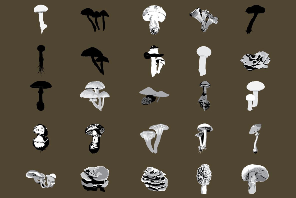 Botanicals 14 Botanicals 14