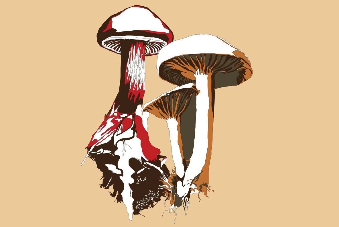 Botanicals 14 Botanicals 14
