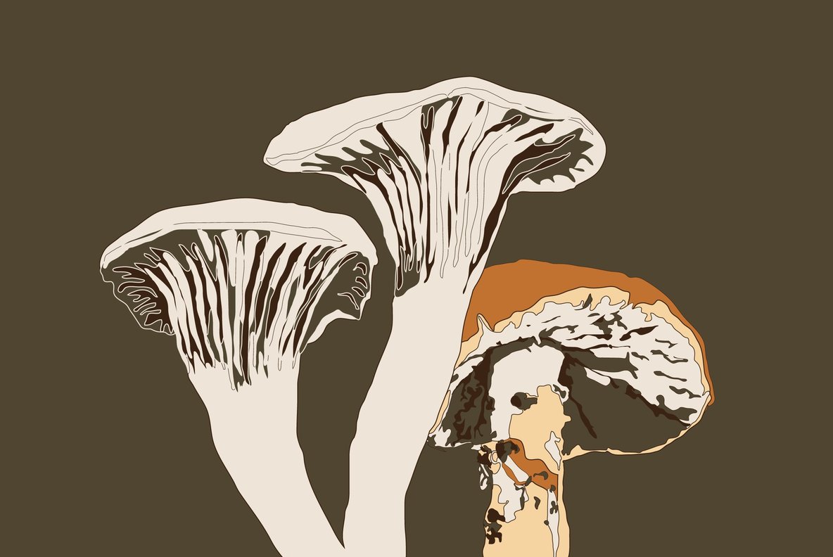 Botanicals 14 Botanicals 14