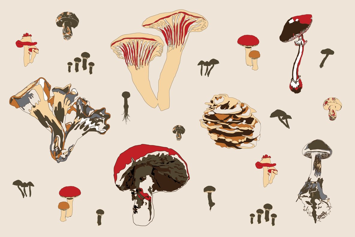 Botanicals 14 Botanicals 14