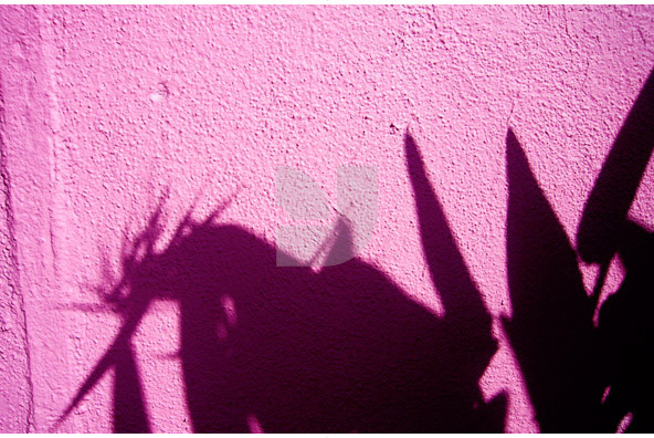 Botanicals 18 Botanicals 18