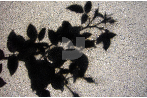 Botanicals 18 Botanicals 18