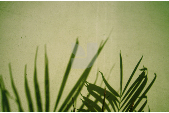 Botanicals 18 Botanicals 18
