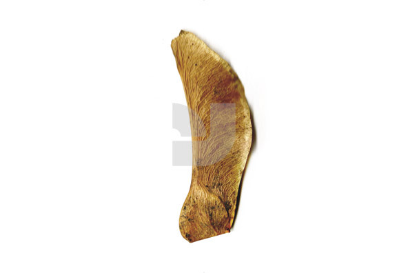 Botanicals 23 Botanicals 23