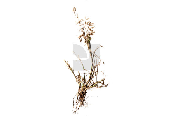 Botanicals 23 Botanicals 23