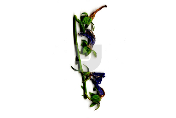 Botanicals 23 Botanicals 23