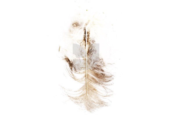 Botanicals 23 Botanicals 23