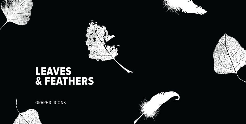 Leaves   Feathers