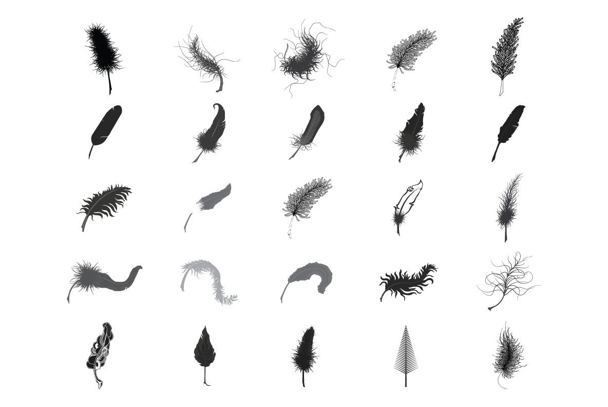 Leaves Feathers Leaves Feathers