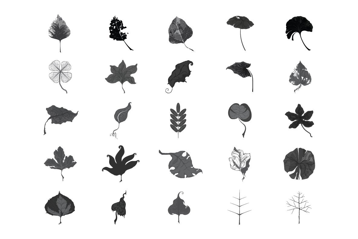 Leaves Feathers Leaves Feathers