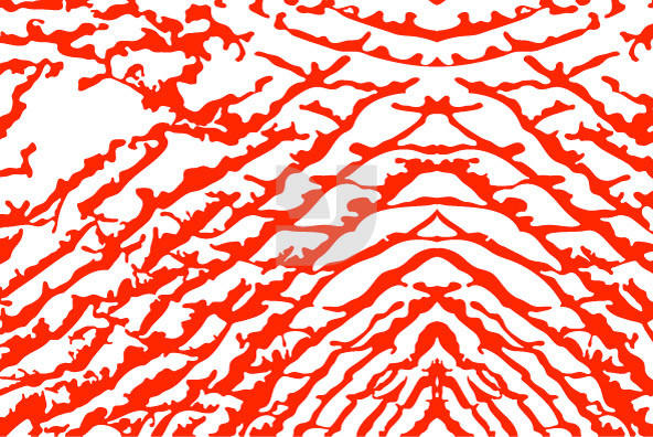 Animal Patterns 01 Animal Patterns 01