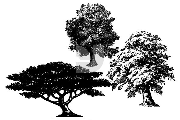Timber 02 Timber 02