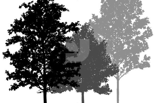 Timber 02 Timber 02