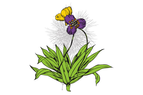 Botanicals 27 Botanicals 27