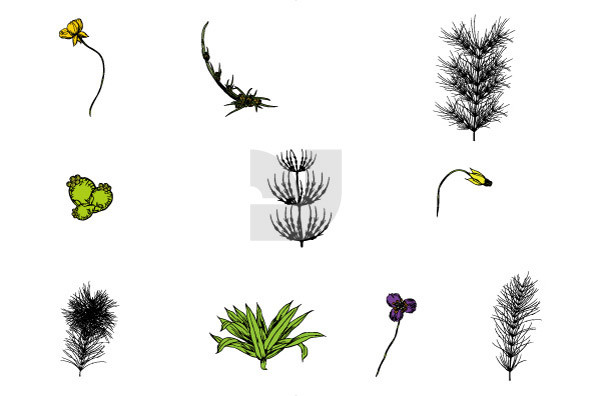 Botanicals 27 Botanicals 27