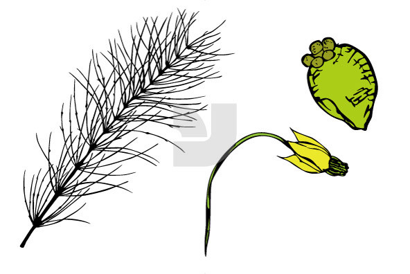 Botanicals 27 Botanicals 27