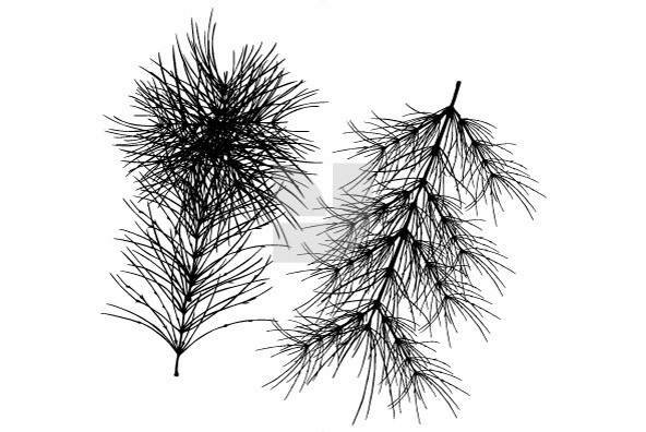 Botanicals 27 Botanicals 27