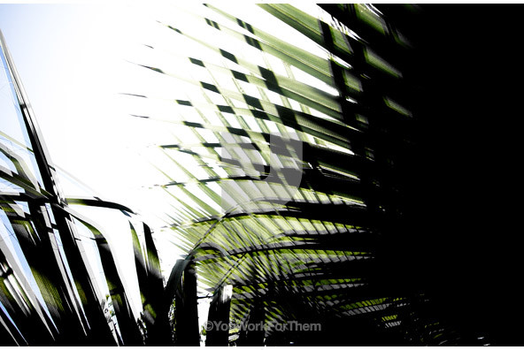 Botanicals 38 Botanicals 38