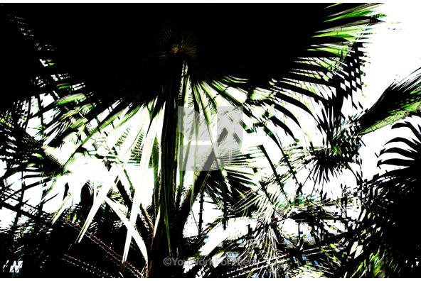 Botanicals 38 Botanicals 38