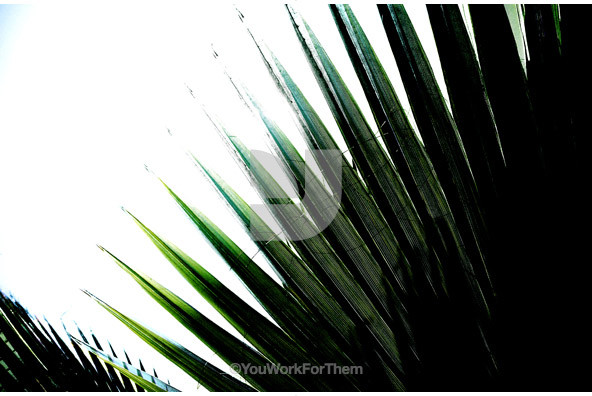 Botanicals 38 Botanicals 38