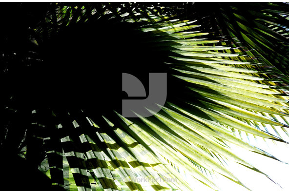 Botanicals 38 Botanicals 38