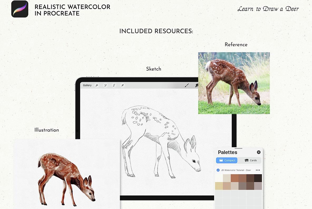 Realistic Watercolor in Procreate Tutorial Deer 5