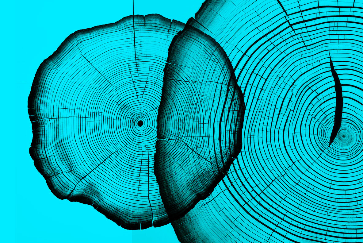 Black tree rings 8