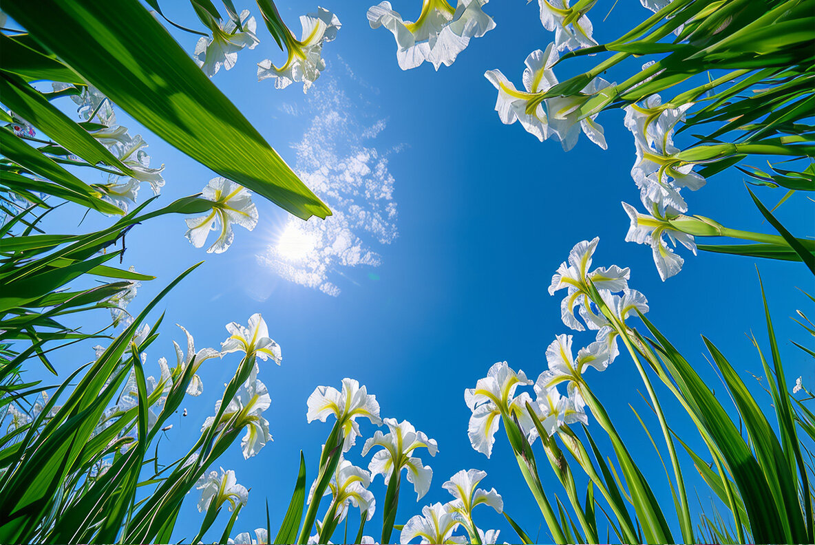 Flowers bottom view 10