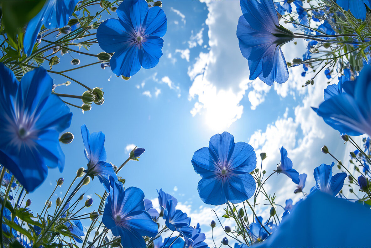 Flowers bottom view 11