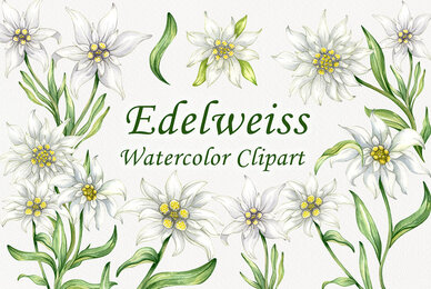 Edelweiss Flowers Watercolor Clipart