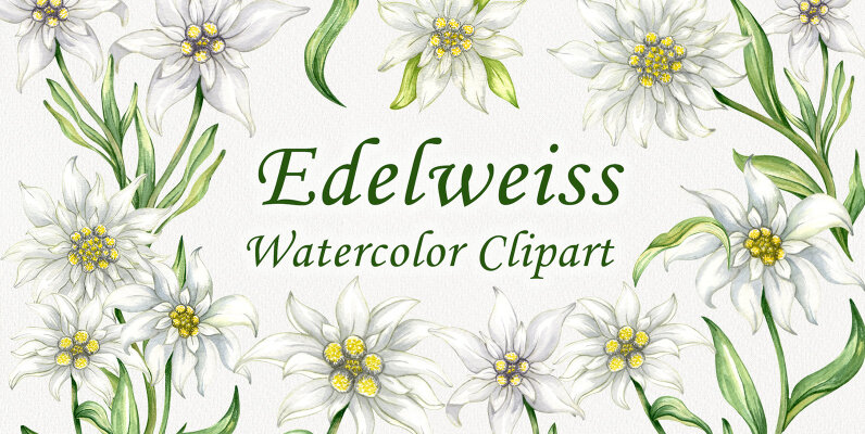 Edelweiss Flowers Watercolor Clipart