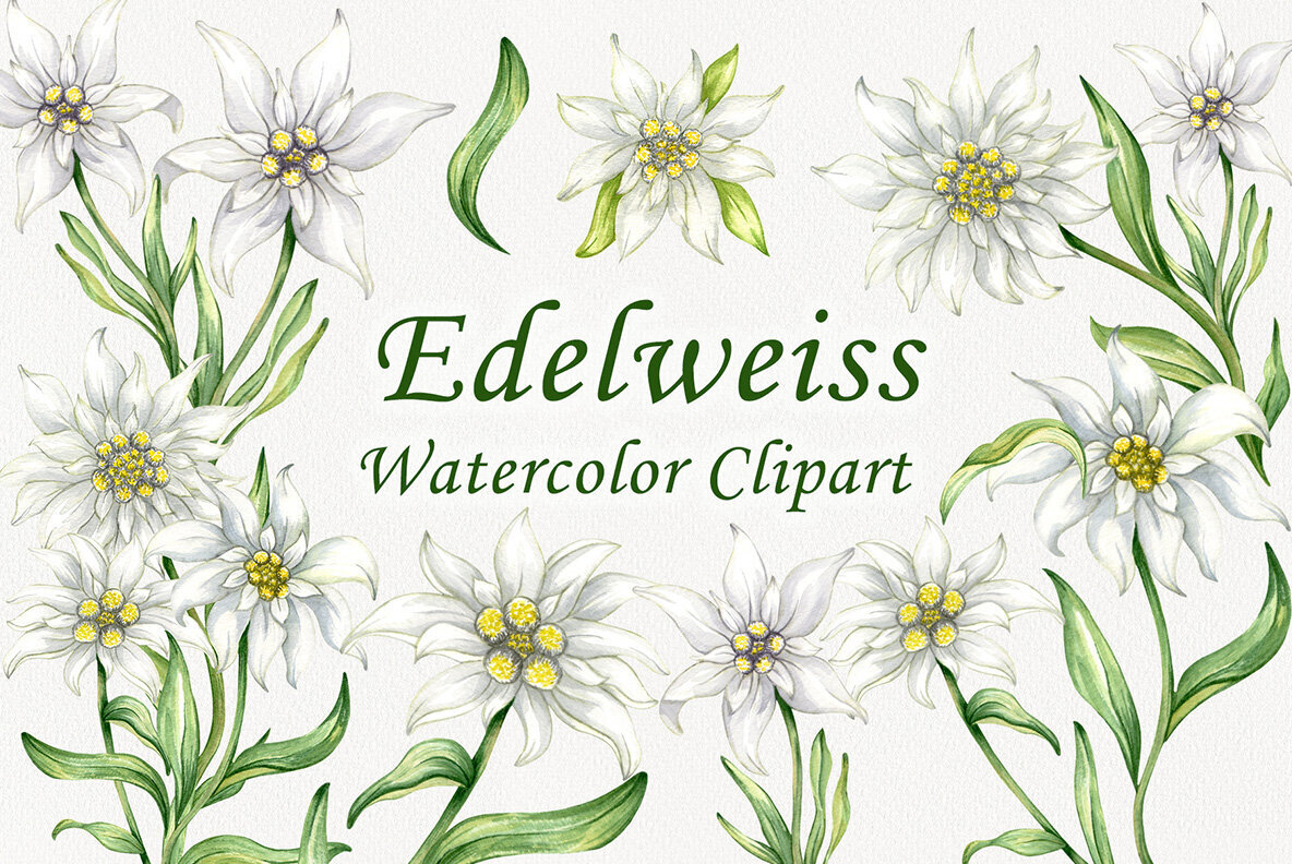 Edelweiss Flowers Watercolor Clipart 1
