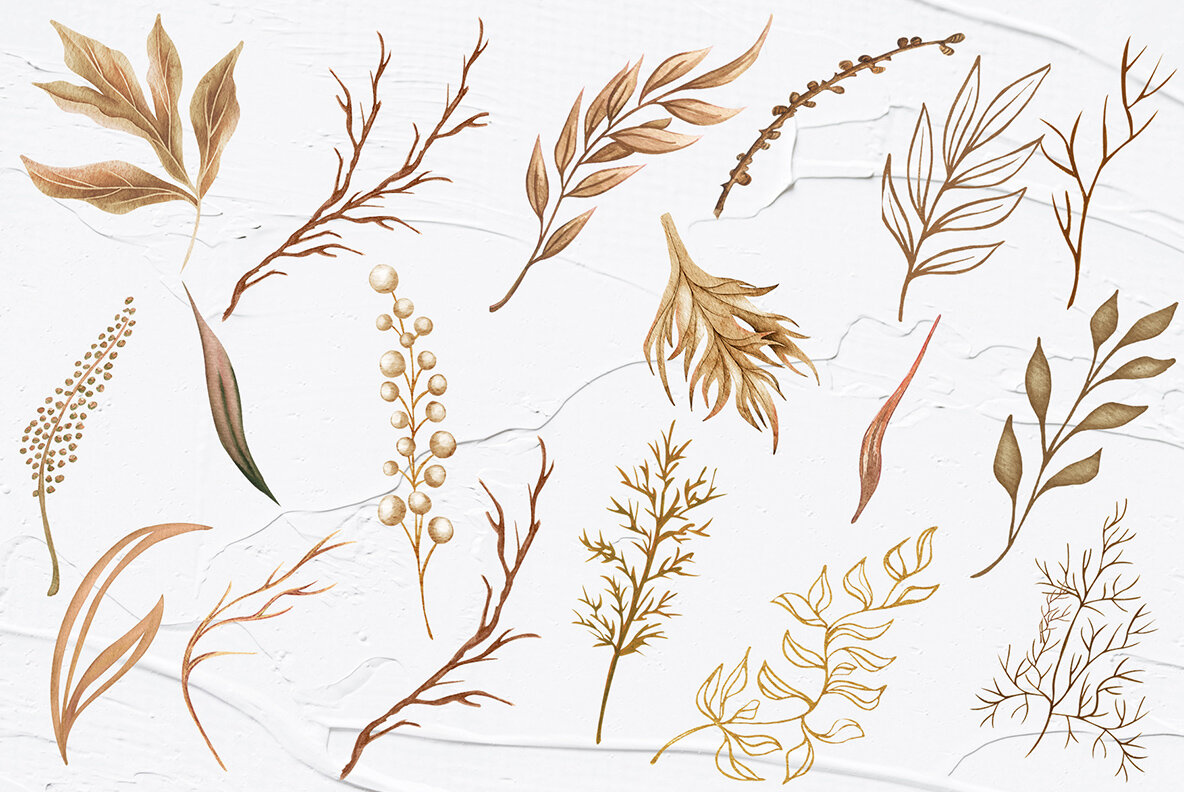 Edelweiss Flowers Watercolor Clipart 5